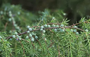 Nature Reserves In The Netherlands Prints: Common juniper (Juniperus communis)