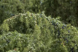 Ripe Berries Prints: Common juniper (Juniperus communis)