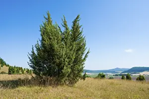 Juniperus Communis Prints: Common juniper (Juniperus communis)