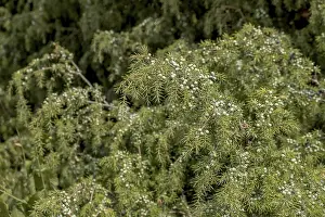 Juniperus Communis Prints: Common juniper (Juniperus communis)