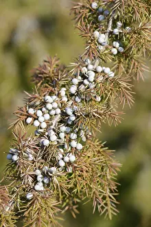 Northern Germany Trees Prints: Common Juniper (Juniperus communis)