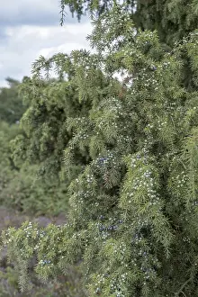 Juniperus Communis Prints: Common juniper (Juniperus communis)