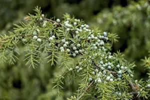 Juniperus Communis Prints: Common juniper (Juniperus communis)