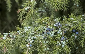 Common juniper (Juniperus communis) Print, Netherlands