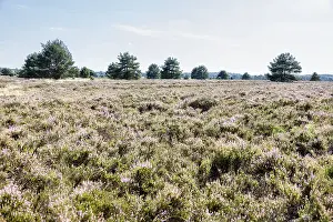 Luneburg Heath Germany Prints: Common juniper (Juniperus communis)