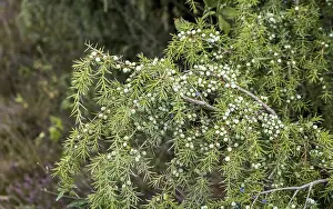Juniperus Communis Prints: Common juniper (Juniperus communis)