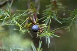 Juniperus Communis Prints: Common juniper (Juniperus communis)