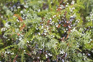 Protected Area In Central Europe Prints: Common juniper (Juniperus communis) berries