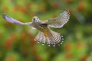 Bird In Flight Europe Prints: Common Kestrel in flight, Solling