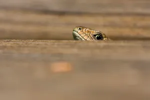 Scaled Reptile Species Prints: Common Lizard