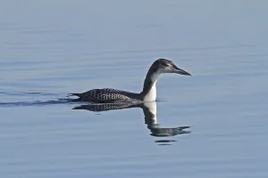 Common Loon Prints: Common loon