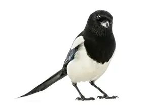 Corvid Bird Species Prints: Common Magpie looking at the camera