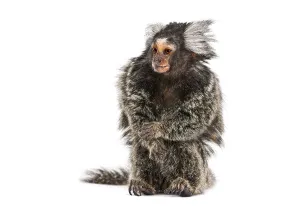 Common Marmoset Prints: Common marmoset, Callithrix jacchus
