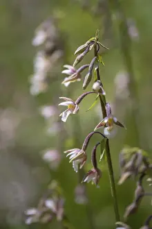White Marsh Root Prints: Common marsh root, epipactis palustris