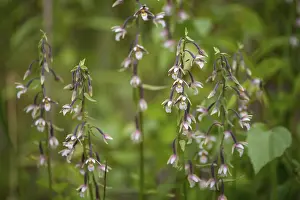 White Blossom Flower Prints: Common marsh root, epipactis palustris