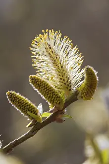 Inflorescence Photography Prints: Common Osier Willow (Salix viminalis)
