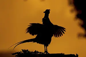 Common Pheasant Prints: Common pheasant (Phasianus colchicus)