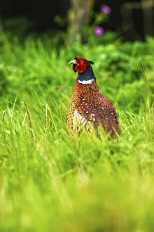 Northern Europe Nature Scenes Prints: Common pheasant, Phasianus colchicus