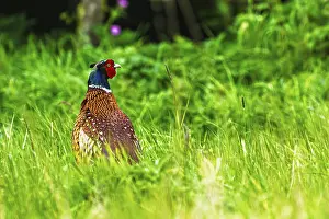 European Gamebirds Prints: Common pheasant, Phasianus colchicus