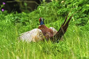 Common Pheasant Prints: Common pheasant, Phasianus colchicus