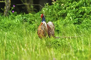 Common Pheasant Prints: Common pheasant, Phasianus colchicus