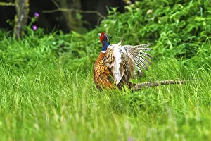 Common Pheasant Prints: Common pheasant, Phasianus colchicus