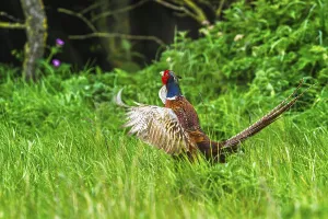 Framed Print : Common Pheasant Print, Bempton Cliffs, Yorkshire Framed Print : Common Pheasant Print, Bempton Cliffs, Yorkshire