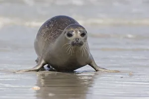 Common Seal Print