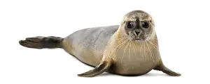 Prints of Common seal lying, looking at the camera, Phoca vitulina, 8 months old, isolated on white Harbor Seal Prints: Common Seal Print, Phoca vitulina, 8 months old