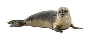 Prints of Common seal lying, looking at the camera, Phoca vitulina, 8 months old, isolated on white Harbor Seal Prints: Common Seal Print - Phoca vitulina, 8 months old