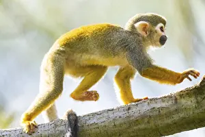 Common Squirrel Monkey Prints: Common Squirrel Monkey Print, Captive South America