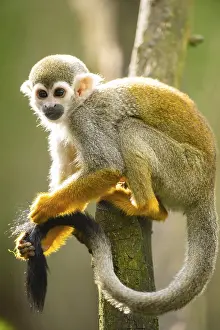 Common Squirrel Monkey Prints: Common Squirrel Monkey Print, Captive South America