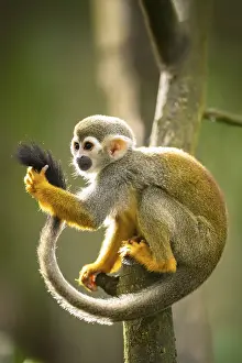 Common Squirrel Monkey Prints: Common Squirrel Monkey Print - South America