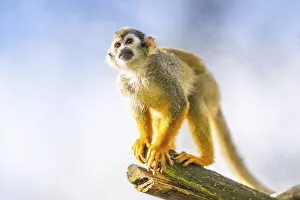 Common Squirrel Monkey Prints: Common Squirrel Monkey Print - South America