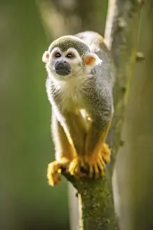 Common Squirrel Monkey Prints: Common Squirrel Monkey Print, Captive, South America