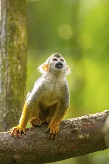 Common Squirrel Monkey Prints: Common Squirrel Monkey Print: Captive South America