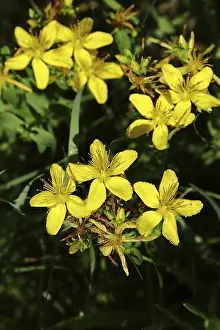 Hypericum Perforatum Prints: Common st john's wort (Hypericum perforatum)