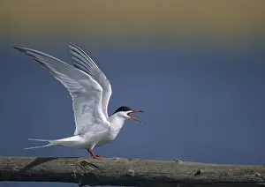 Wading Bird Species Prints: Common tern, common tern, sterna hirundo