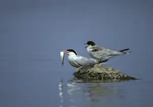 Breeding Plumage Birds Prints: Common tern, common tern, sterna hirundo