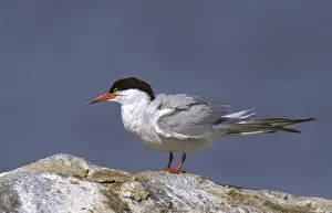Wildlife Birds Prints: Common tern, common tern, sterna hirundo