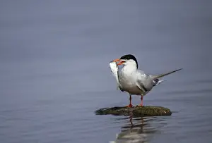Wildlife Birds Prints: Common tern, common tern, sterna hirundo