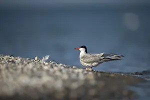 Wildlife Birds Prints: Common tern, common tern, sterna hirundo