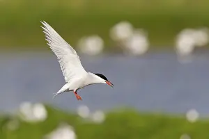 Wading Birds Europe Prints: Common Tern (Sterna hirundo), in flight