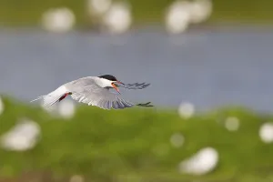 Texel Netherlands Prints: Common Tern (Sterna hirundo), in flight