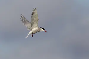 Common Tern Prints: Common Tern (Sterna hirundo), in flight