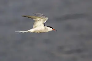 Prints of Common Tern (Sterna hirundo), in flight, Texel, North Holland, The Netherlands Common Tern Prints: Common Tern in Flight Print, Texel, The Netherlands