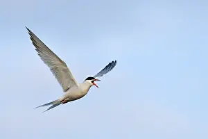 Prints of Common Tern (Sterna hirundo), in flight, calling, Ouedeschild, Texel, Texel, West Frisian Islands, province of North Holland, The Netherlands Common Tern Prints: Common Tern in Flight Print, Texel, Netherlands