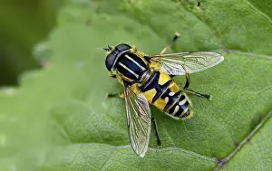 Images Dated 18th June 2024: Helophilus pendulus Print