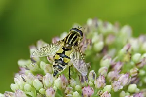 Images Dated 18th August 2024: Helophilus pendulus Print