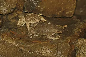 Common Toad Prints: Common toad, Bufo bufo
